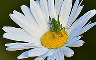 Speckled Bush-Cricket (male, Leptophyes punctatissima)